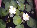 Water Lily